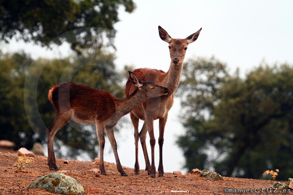 Ciervo rojo (Cervus elaphus)